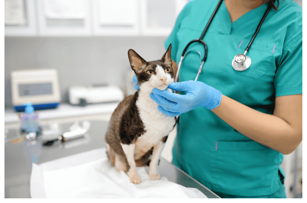 calidad-aire-interior-clinicas-veterinarias-6
