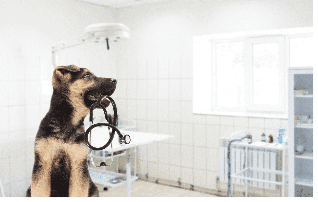 calidad-aire-interior-clinicas-veterinarias-7