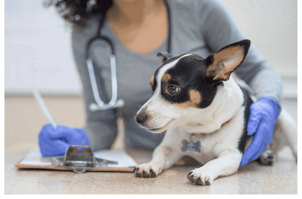 calidad-aire-interior-clinicas-veterinarias-9